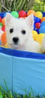 Weston, a male West Highland White Terrier for sale in Minonk, IL – 4 of 5