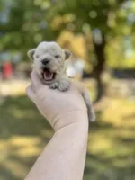 Theo, a male Yorkshire Terrier for sale in Minonk, IL – 4 of 5