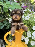 Daisy, a female Yorkshire Terrier for sale in Minonk, IL – 4 of 7