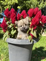 Oliver, a  Cairn Terrier and Yorkshire Terrier for sale in Minonk, IL – 5 of 6