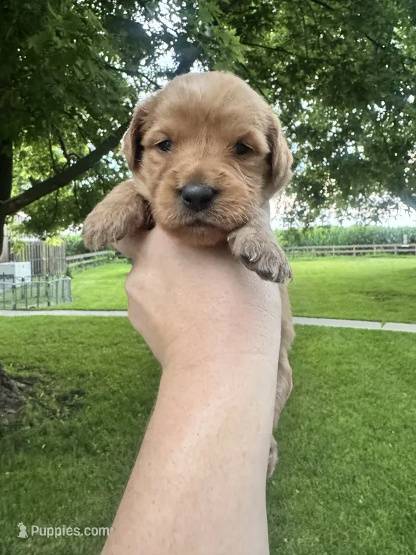 Airel – Goldendoodle puppy for sale in Minonk, IL