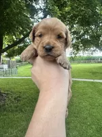Airel, a female Goldendoodle for sale in Minonk, IL – 1 of 5