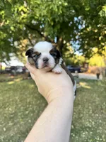 Buster, a male Shih Tzu for sale in Minonk, IL – 7 of 8