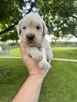 Frank, a male Goldendoodle for sale in Minonk, IL – 3 of 3