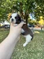 Gizmo, a male Shih Tzu for sale in Minonk, IL – 7 of 9
