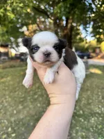 Chewy , a male Shih Tzu for sale in Minonk, IL – 9 of 10
