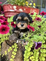 Sammy, a female Yorkshire Terrier for sale in Minonk, IL – 3 of 4