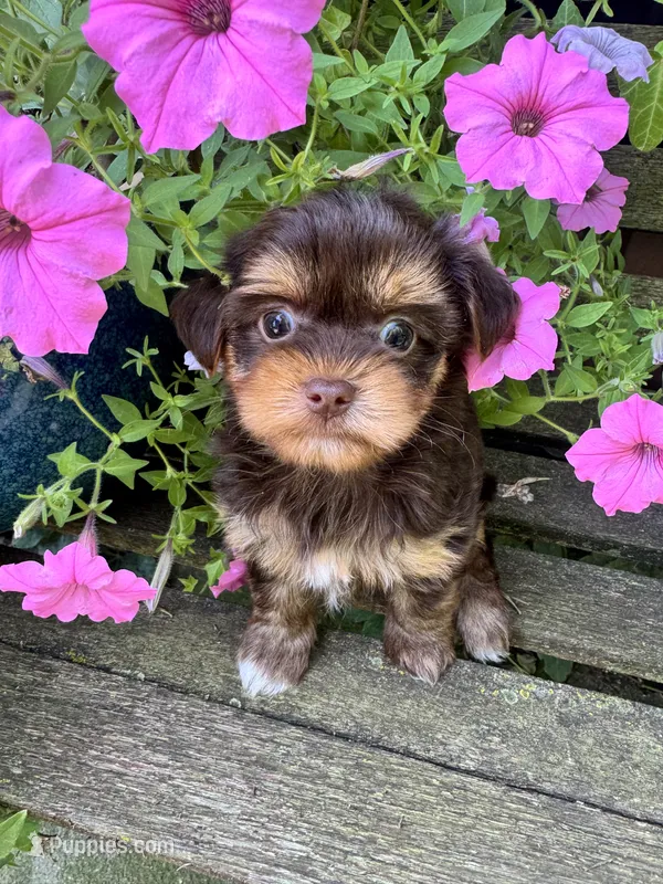 Daisy – Yorkshire Terrier puppy for sale in Minonk, IL