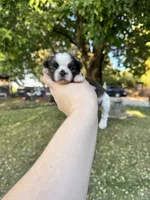 Gizmo, a male Shih Tzu for sale in Minonk, IL – 6 of 9