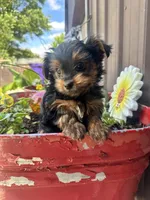 Timmy, a male Yorkshire Terrier for sale in Minonk, IL – 4 of 4