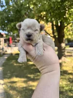 Theo, a male Yorkshire Terrier for sale in Minonk, IL – 5 of 5
