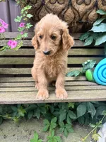 Scarlet , a female Goldendoodle for sale in Minonk, IL – 3 of 6