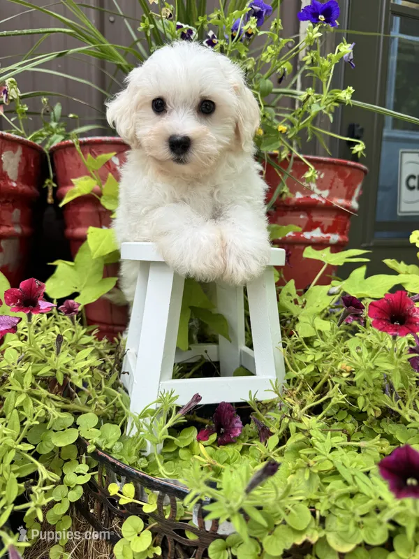 Teddy – Havachon puppy for sale in Minonk, IL