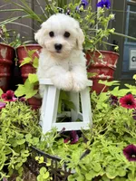 Teddy, a male Havachon for sale in Minonk, IL – 1 of 5
