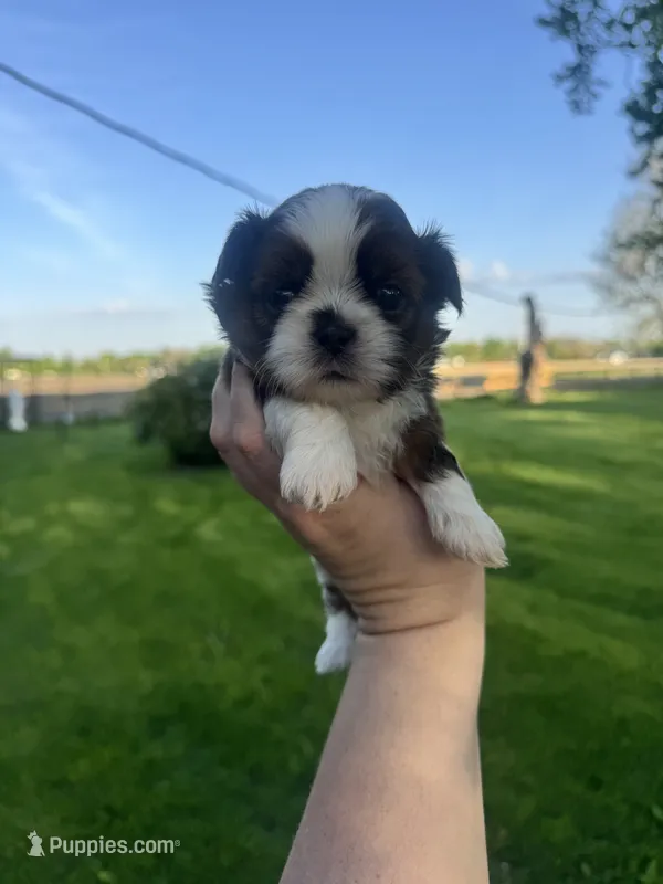 Chip – Mal Shi puppy for sale in Minonk, IL