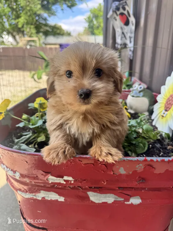 Benny – Yorkshire Terrier puppy for sale in Minonk, IL
