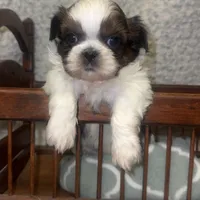 Bruce, a male Maltese and Shih Tzu for sale in Minonk, IL – Photo 5 of 6