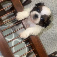 Bruce, a male Maltese and Shih Tzu for sale in Minonk, IL – Photo 6 of 6