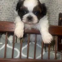 Bruce, a male Maltese and Shih Tzu for sale in Minonk, IL – Photo 4 of 6