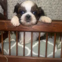 Bruce, a male Maltese and Shih Tzu for sale in Minonk, IL – Photo 3 of 6