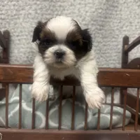 Bruce, a male Maltese and Shih Tzu for sale in Minonk, IL – Photo 2 of 6