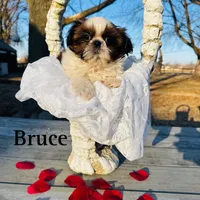 Bruce, a male Maltese and Shih Tzu for sale in Minonk, IL – Photo 1 of 6