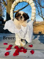 Bruce, a male Maltese and Shih Tzu for sale in Minonk, IL – Photo 1 of 6