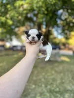 Chewy , a male Shih Tzu for sale in Minonk, IL – 6 of 10