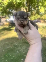Little Levi, a male Yorkshire Terrier for sale in Minonk, IL – 5 of 6