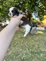 Gizmo, a male Shih Tzu for sale in Minonk, IL – 9 of 9