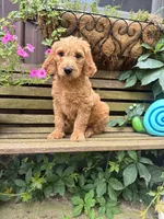 Ben, a male Goldendoodle for sale in Minonk, IL – 3 of 5