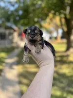 Toby, a male Yorkshire Terrier for sale in Minonk, IL – 6 of 8