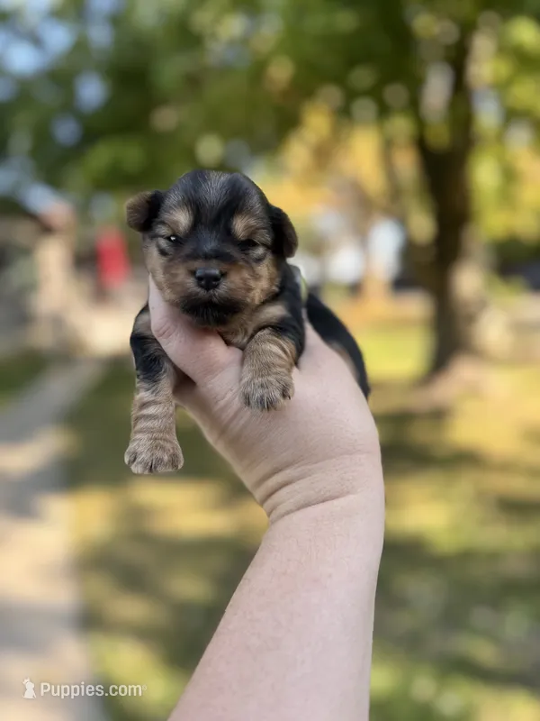 Toby – Yorkshire Terrier puppy for sale in Minonk, IL