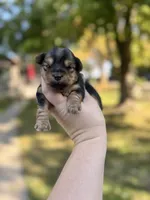 Toby, a male Yorkshire Terrier for sale in Minonk, IL – 1 of 8