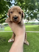 Clifford, a male Goldendoodle for sale in Minonk, IL – 3 of 3