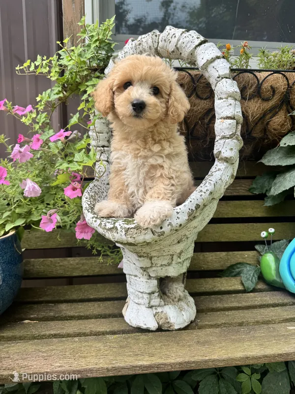 Bruce  – Poochon puppy for sale in Minonk, IL