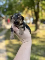 Toby, a male Yorkshire Terrier for sale in Minonk, IL – 2 of 8