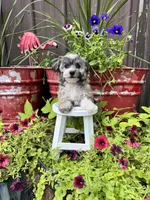 Cooper, a male Havachon for sale in Minonk, IL – 8 of 10