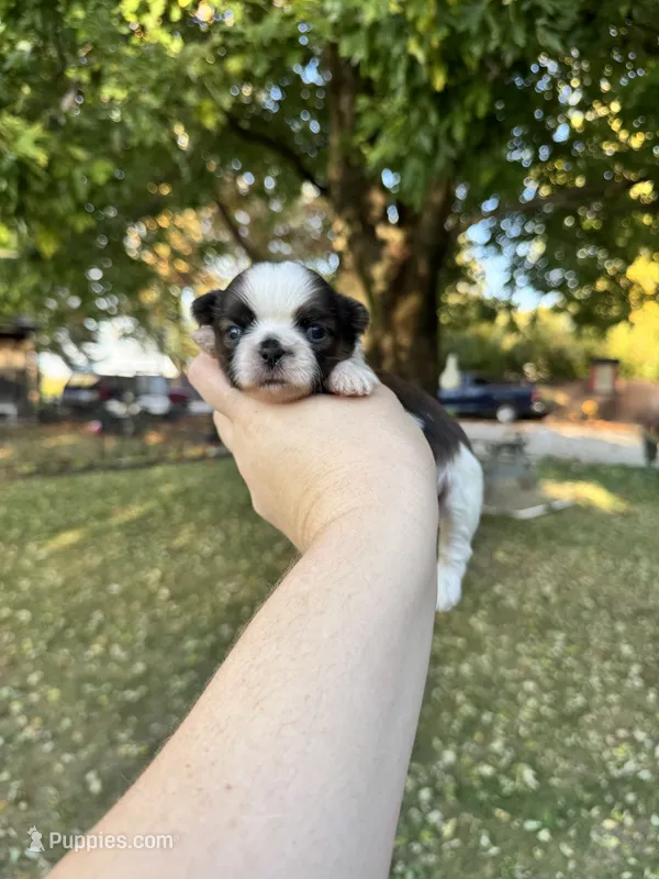 Gizmo – Shih Tzu puppy for sale in Minonk, IL