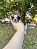 Gizmo, a male Shih Tzu for sale in Minonk, IL – 1 of 9