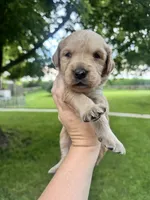 Lovey, a female Goldendoodle for sale in Minonk, IL – 2 of 2