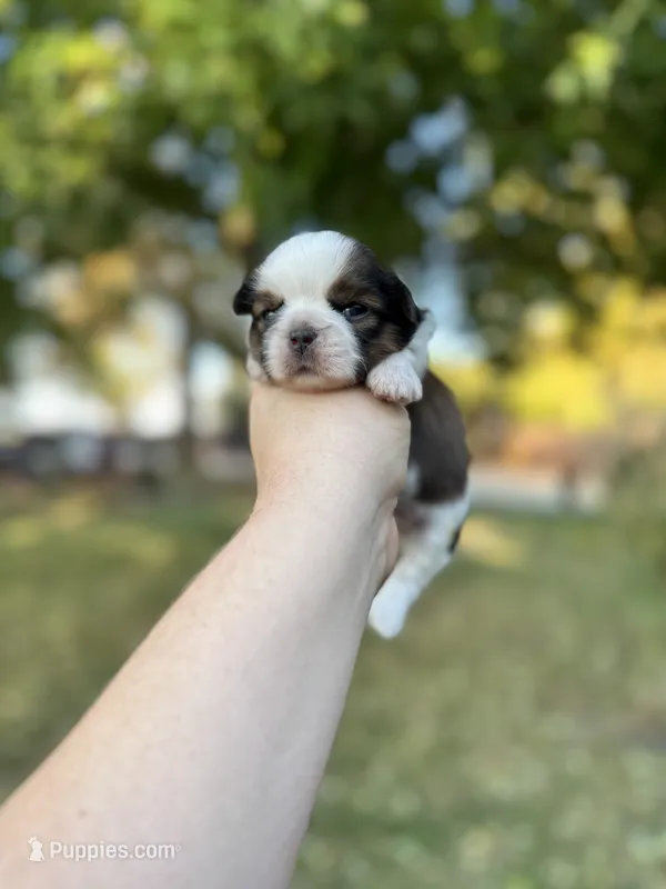 Buster – Shih Tzu puppy for sale in Minonk, IL