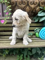 Violet, a female Goldendoodle for sale in Minonk, IL – 2 of 5
