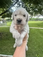 Frank, a male Goldendoodle for sale in Minonk, IL – 2 of 3
