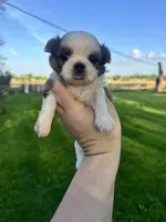 Charlie, a male Mal Shi for sale in Minonk, IL – 4 of 4