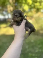 Little Levi, a male Yorkshire Terrier for sale in Minonk, IL – 6 of 6