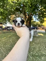 Gizmo, a male Shih Tzu for sale in Minonk, IL – 2 of 9