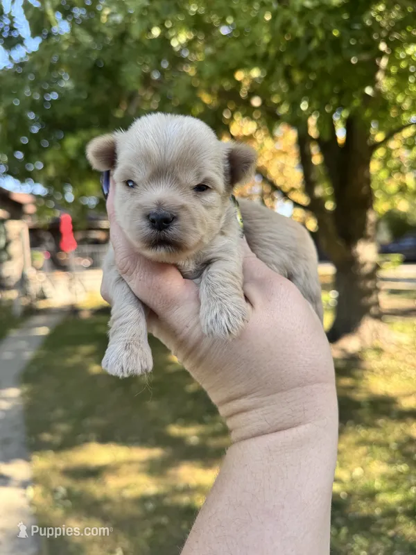Theo – Yorkshire Terrier puppy for sale in Minonk, IL
