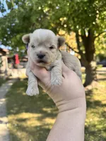 Theo, a male Yorkshire Terrier for sale in Minonk, IL – 1 of 5