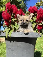 Archie, a  Cairn Terrier and Yorkshire Terrier for sale in Minonk, IL – 2 of 3
